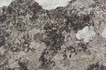 Lichen on rocks