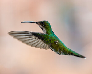 hummingbird in flight
