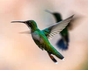 hummingbird in flight
