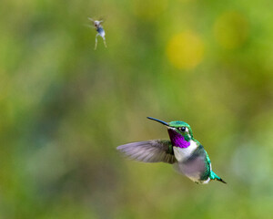 hummingbird hunting