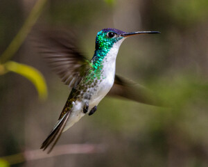 hummingbird in flight