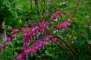 Obraz premium Dicentra is magnificent
