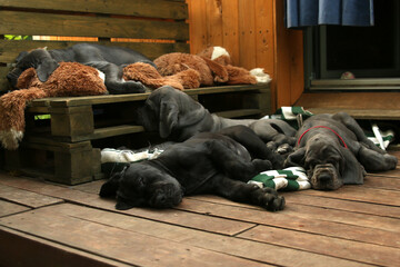 szczeniak pies dog niemiecki stado miot © Lula4ever