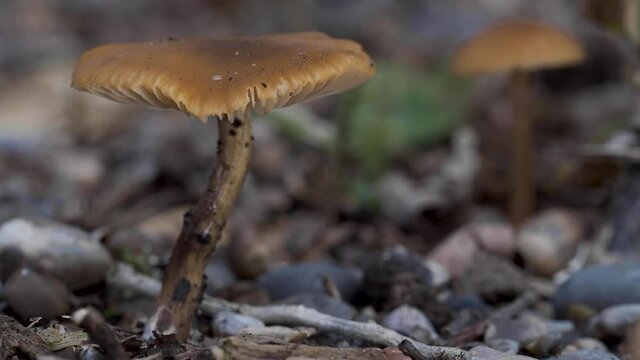 Laccaria laccata, commonly known as the deceiver, or waxy laccaria