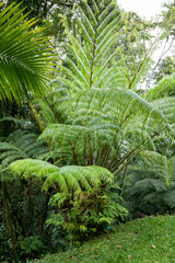 Large tree fern with long fronds in the jungle of Costa Rica