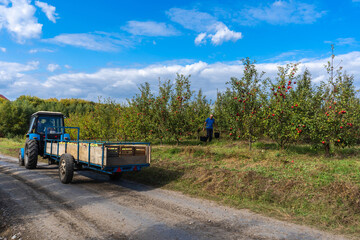 Picking apples in the fall. A tractor with a full carriage of apples drives out of the garden