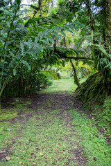 Trail Hiking Trail in the Jungle of Costa Rica