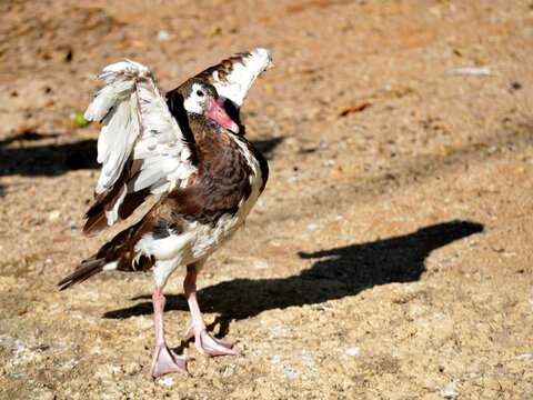 Spur-winged goose (Plectropterus gambensis) with wings spread and standing on ground