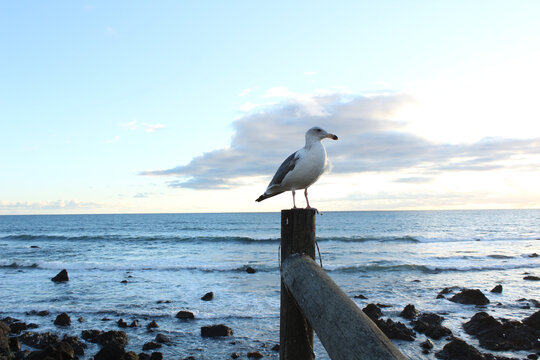 Seagull On The Wooden Post Over The Sea Water Against A Cloudy Sky