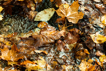 Bright autumn background. Maple leaf in puddle. Soft natural wallpaper. Wet orange leaves in the rain