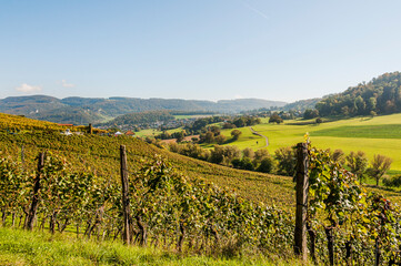 Aesch, Klus, Weinberge, Rebbergweg, Pfeffingen, Birseck, Baselland, Wanderweg, Landwirtschaft, Herbst, Herbstfarben, Schweiz, Nordwestschweiz