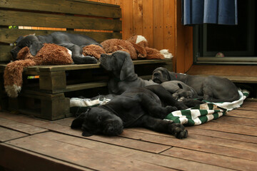 stado szczeniaki śpiące dog niemiecki
