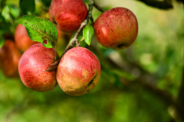 Apfel-Quartett titusgraphy