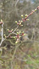 berries on a branch