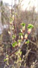 spring in the forest