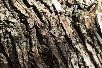 tree bark texture, beetle holes 