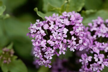 Flowers of an African valerian, Fedia cornucopiae.