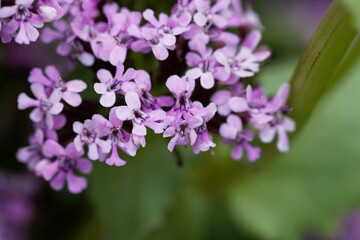 Flowers of an African valerian, Fedia cornucopiae.