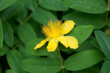 Creeping St. John's wort, Hypericum calycinum