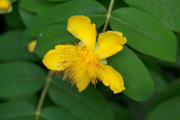 Creeping St. John's wort, Hypericum calycinum