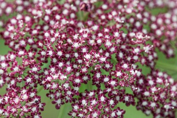 Flower of a greater burnet-saxifrage, Pimpinella major