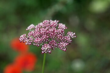 Flower of a greater burnet-saxifrage, Pimpinella major