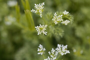 Flowers of a shepherd's-needle, Scandix pecten veneris
