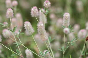 Hare's-foot clover, Trifolium arvense