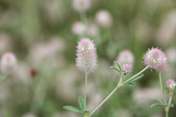 Hare's-foot clover, Trifolium arvense