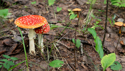 Fly Agaric mushrooms grow in the forest. Fly amanita mushroom in the nature. Fly Agaric is a very poisonous dengerous fungus.