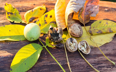 Walnuts in different stages of ripening on walnut tree trunk. Walnut in green husk on left, walnut in dry cracked husk in the center and walnut in shell on left. Autumn concept