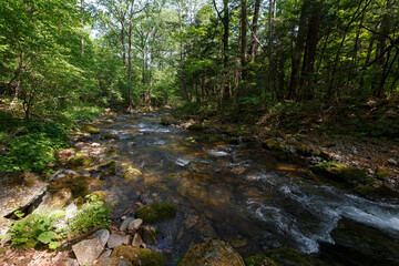 A clean river in a dense summer forest. The crystal river runs over the stones among tall beautiful trees. The nature of the Far East and the Primorsky region of Russia.