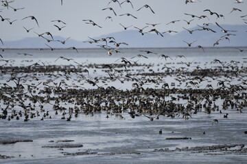 many ducks on the Great Salt Lake in Utah