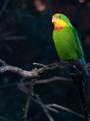 The superb parrot (Polytelis swainsonii) illuminated of the sunset rays