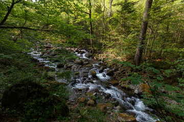 A clean river in a dense summer forest. The crystal river runs over the stones among tall beautiful trees. The nature of the Far East and the Primorsky region of Russia.