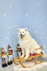 Christmas smiling dog Samoyed. Christmas, winter concept.