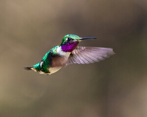 hummingbird in flight