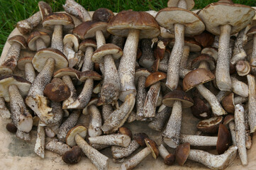 koźlarz babka. grzyby, grzyb, jesień. las, zbieranie grzybów. grzybobranie.gatunki grzybów, 