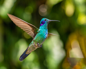 hummingbird in flight