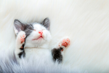 little happy kitten in sleep lift up paws showing pink paw pads on white fluffy plaid. Cat comfortably nap relax at cozy bed. Kitten pet animal Portrait with pink nose have Sweet dreams copy space