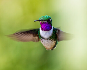 hummingbird in flight