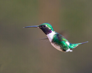 hummingbird in flight