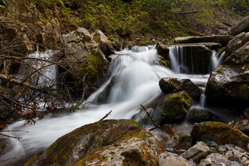 A clean river in a dense summer forest. The crystal river runs over the stones among tall beautiful trees. The nature of the Far East and the Primorsky region of Russia.