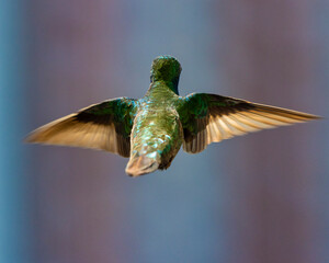 hummingbird in flight