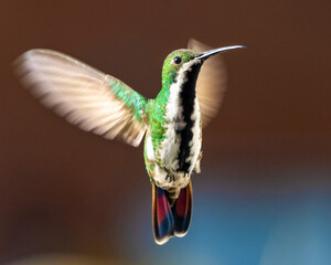 hummingbird in flight