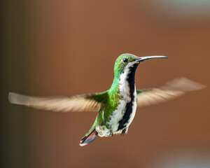 hummingbird in flight