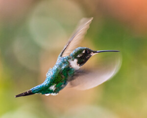 hummingbird in flight