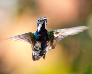 hummingbird in flight