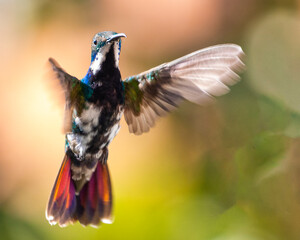 hummingbird in flight