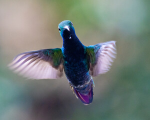 hummingbird in flight